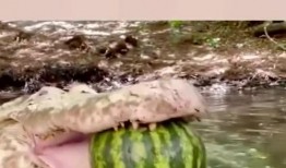 鳄鱼吃瓜视频大全播放免费,趣味横生瞬间集锦